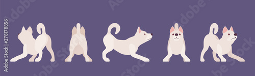 White shepherd dog playing. Working active breed, cute family pet, companion for disability assistance, search, rescue, police, military help. Vector flat style cartoon illustration, different views