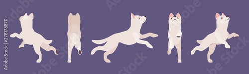 White shepherd dog jumping. Working active breed, cute family pet, companion for disability assistance, search, rescue, police, military help. Vector flat style cartoon illustration, different views