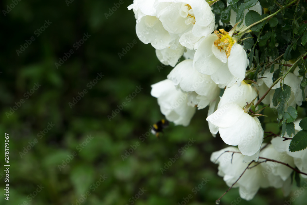Fototapeta premium Beautiful meadow, wild flowers and bushes. Flower Bud close-up. grass, 