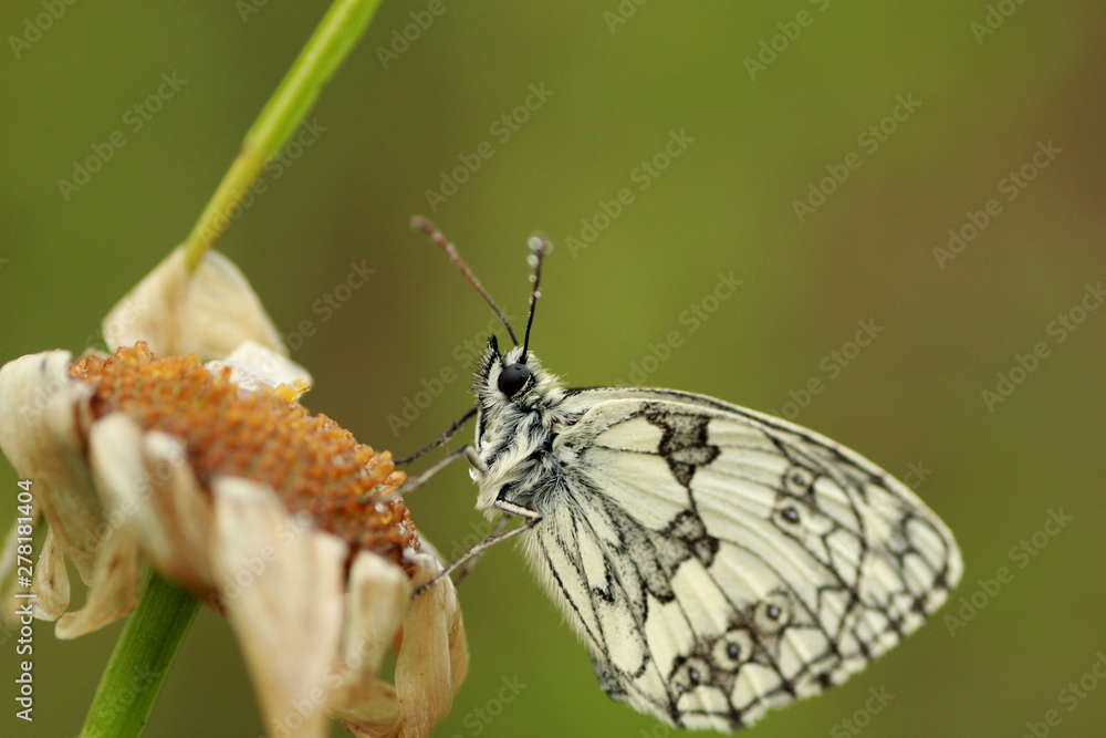 Fototapeta premium Papillon demi deuil