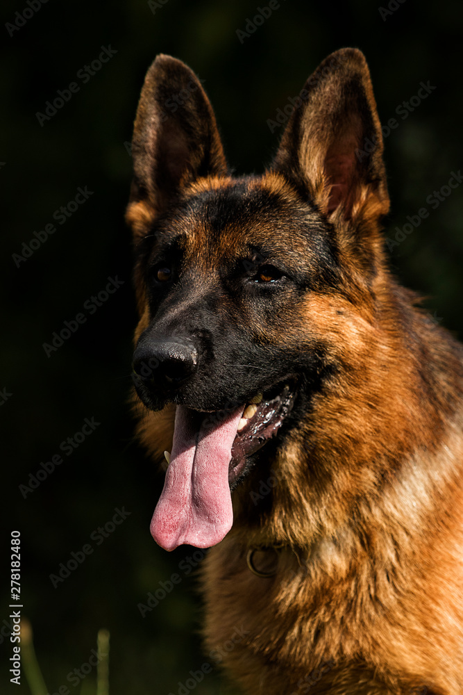 portrait of a german shepherd dog on the grass portrait of a german shepherd dog on the grass