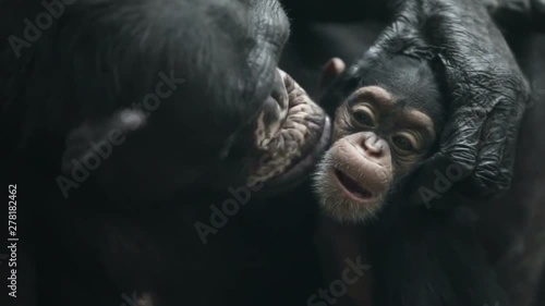chimpanzee in zoo