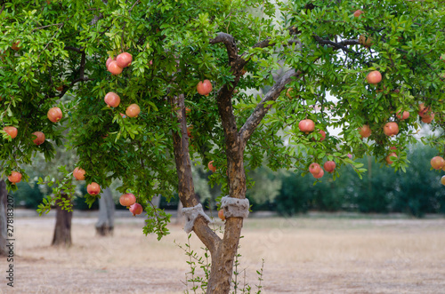 Granatapfelbaum photo