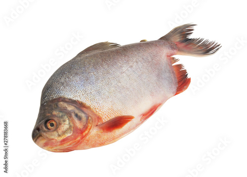 Pacu fish isolated on white background