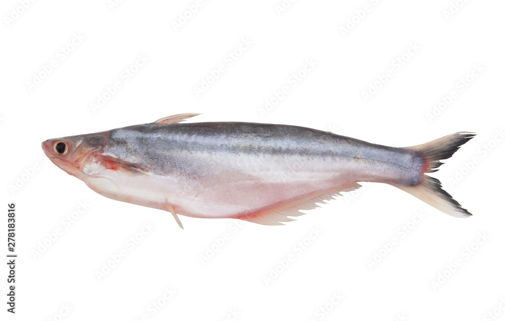 Pangasius macronema fish isolated on white Pangasius macronema fish isolated on white