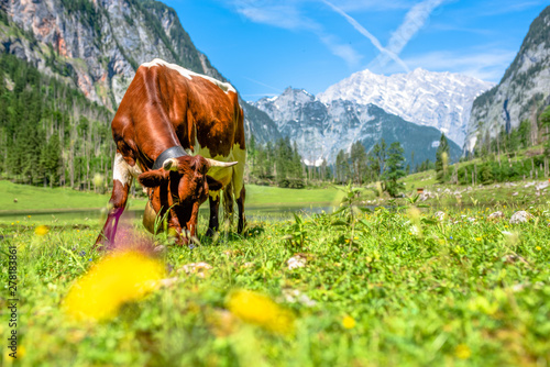 Kuh beim grasen in Berchtesgaden am Obersee
