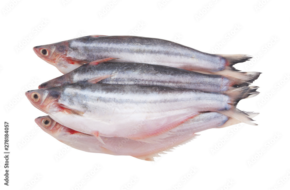 Pangasius macronema fish isolated on white background