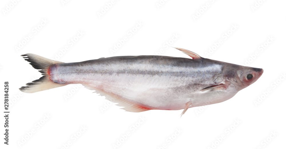 Pangasius macronema fish isolated on white Pangasius macronema fish isolated on white