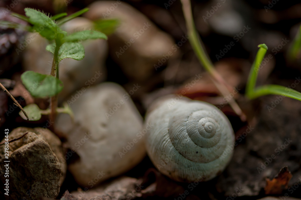Close-up on a snail's white shell sitting on the gound Close-up on a snail's white shell sitting on the gound