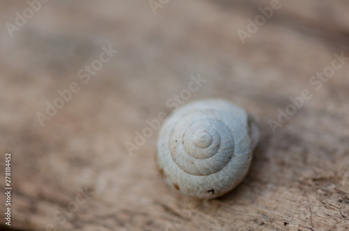 Close-up on a snail's white shell sitting on a log