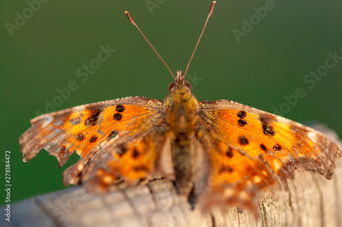 Close-up of a butterfly with broken wings. The Queen of Spain fritillary. Issoria lathonia. photo