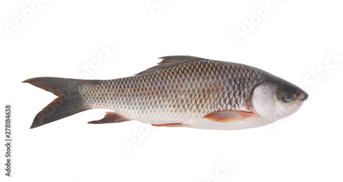 Grass carp fish isolated on white background