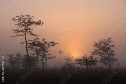 Foggy sunrise over the Dwarf Cypress Forest in Everglades National Park, Florida.