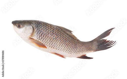 Grass carp fish isolated on white photo