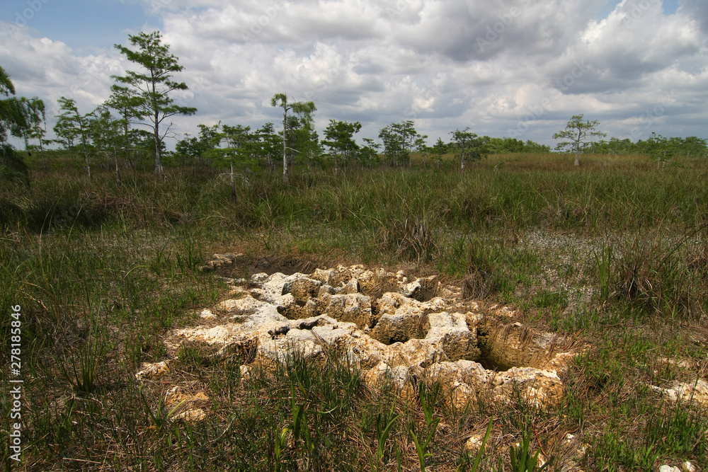 Everglades limestone bedrock exposed during extreme drought conditions