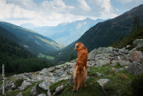 dog in the mountains on a journey. Nova Scotia duck tolling Retriever in nature on the background of beautiful scenery.