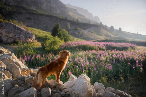 Photography dog in the mountains on a journey