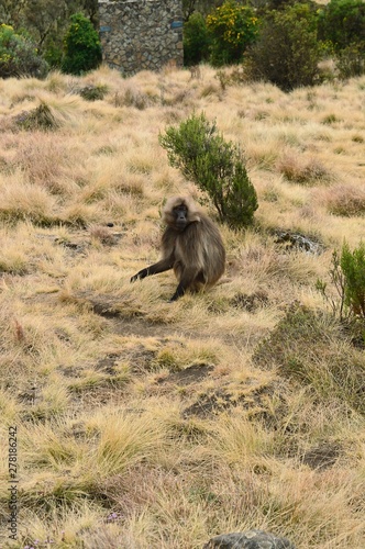 Ethiopia. Gelada is a rare species of Primate. It lives exclusively on the mountain plateaus of Ethiopia  in the mountains of Siemens.  