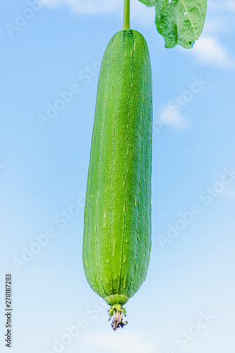 Zucchini on the tree at Phatthalung Thailand.