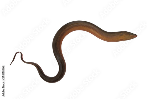 Asian eel fish isolated on white background