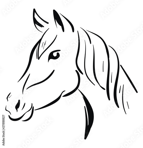 A horse sketch, vector or color illustration.