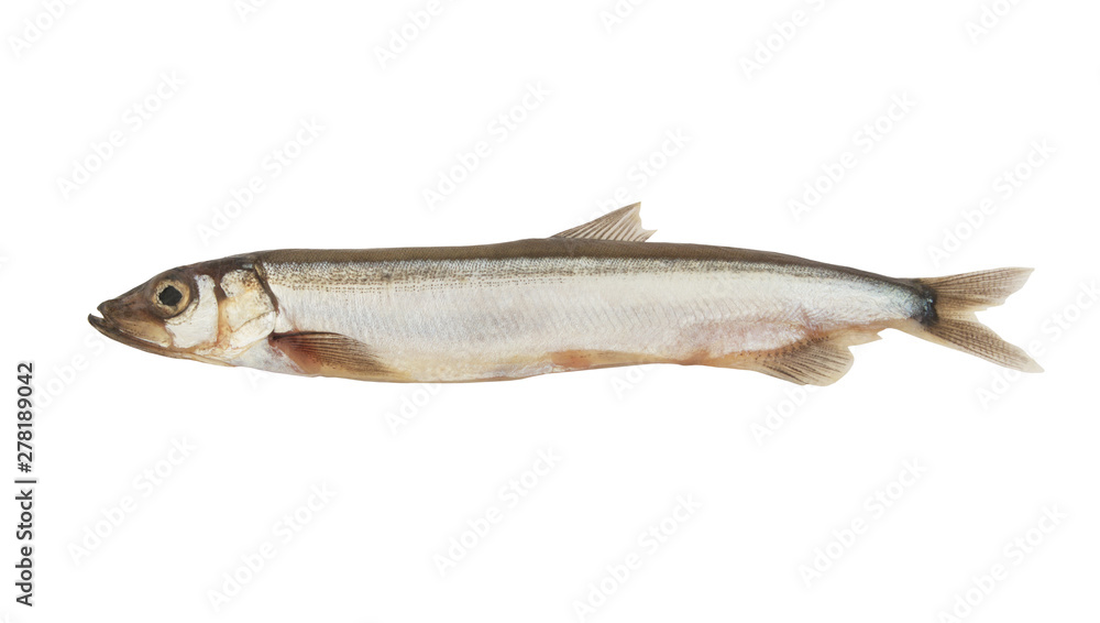 Capelin fish isolated on white background Capelin fish isolated on white background