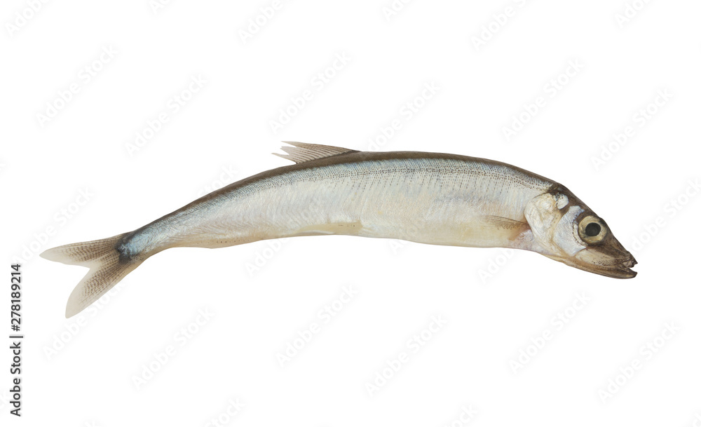 Raw capelin fish isolated on white Raw capelin fish isolated on white