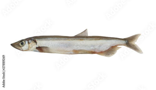 Capelin fish isolated on white background