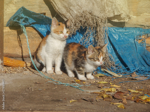 Photography Homeless wild cats on dirty street.  Stray cats  in the city
