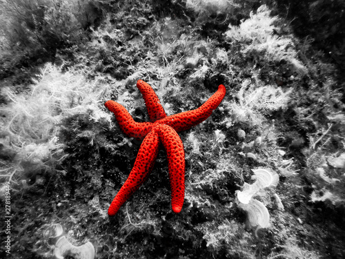 Red starfish on a black and white background