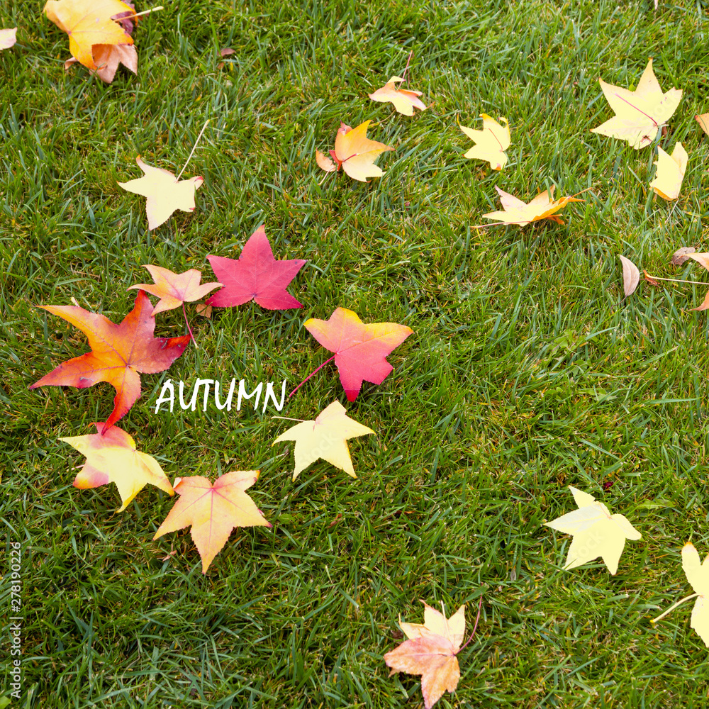 Φωτογραφία Colorful fall maple leaves on a background of green grass, golden autumn concept