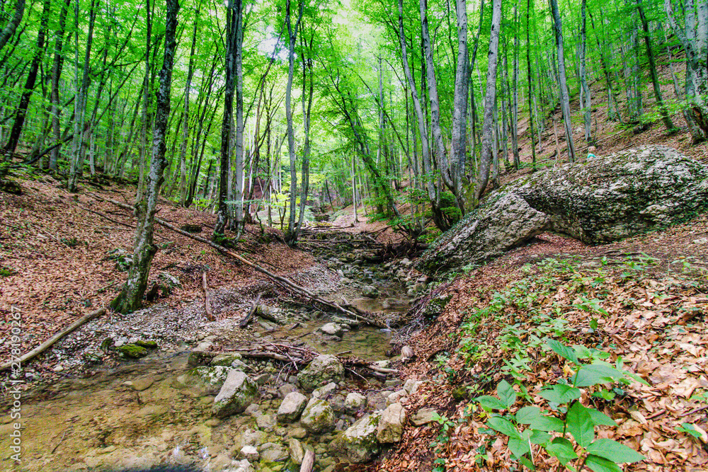 Fototapeta premium Morning in the Forest, Beautiful Park, Summer Landscape, forest Landscape
