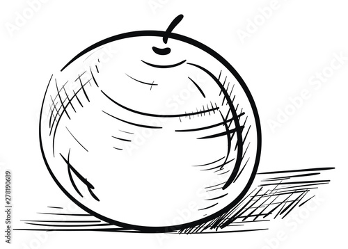 Sketch of an orange, vector or color illustration.