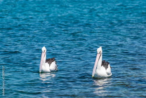 pelican