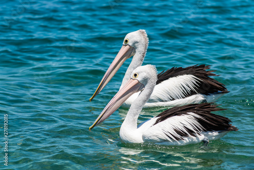 pelican in water