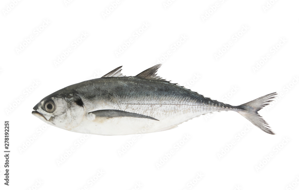 Torpedo scad fish isolated on white Torpedo scad fish isolated on white