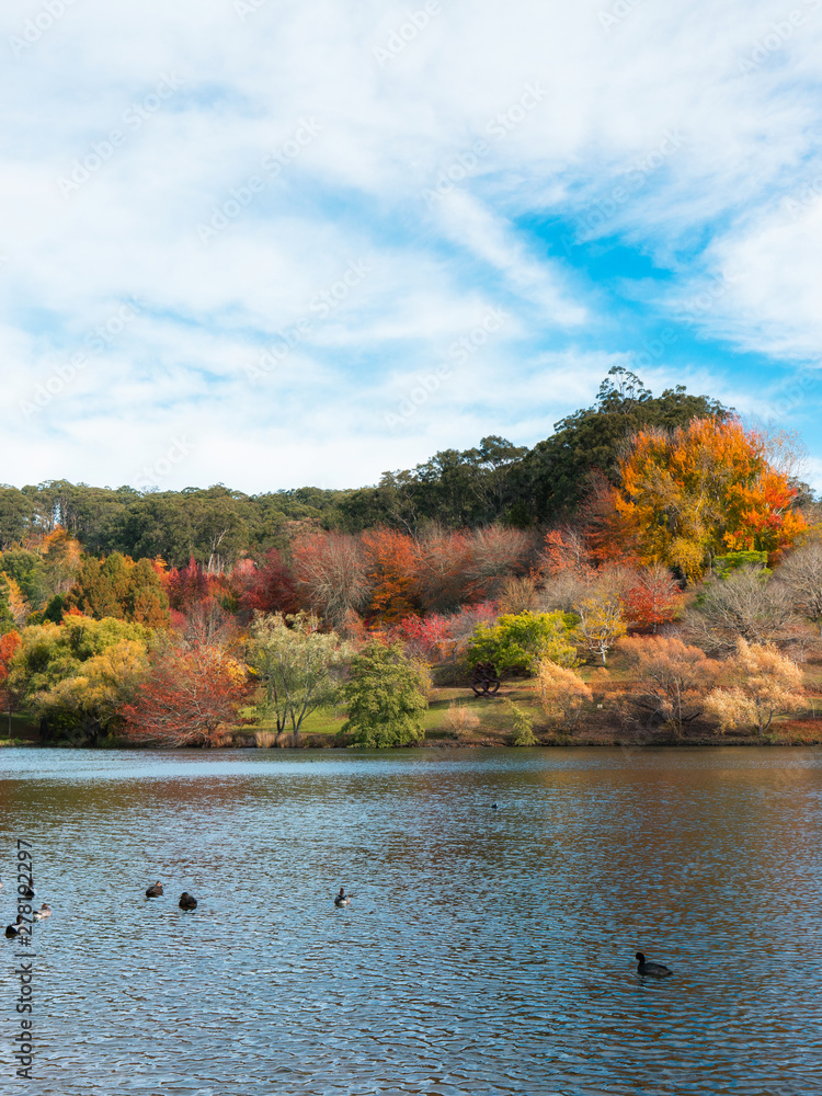 Duck swimming on the pond with autumn coloured trees on the background. Duck swimming on the pond with autumn coloured trees on the background.
