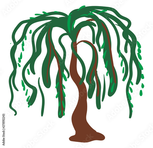 Willow tree, illustration, vector on white background.