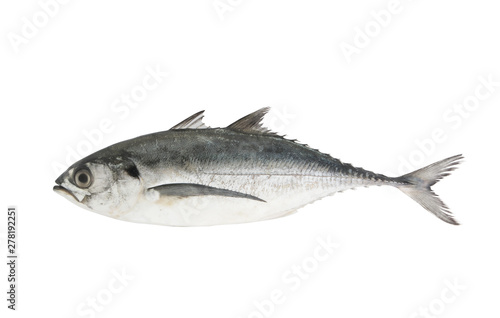 Torpedo scad fish isolated on white 