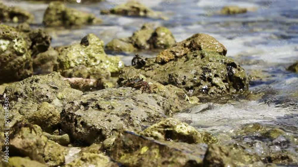 Maldives native crabs at rock and Indian ocean in slow motion shot Maldives native crabs at rock and Indian ocean in slow motion shot