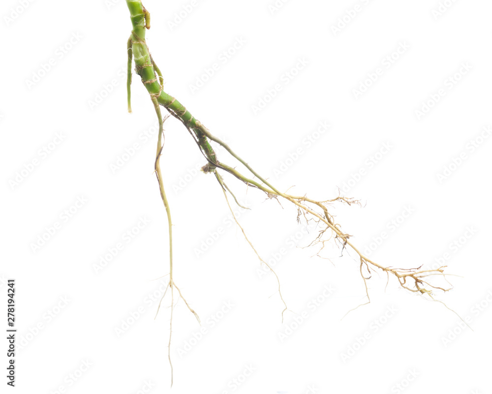 Roots of Pandan isolated on white background. Roots of Pandan isolated on white background.