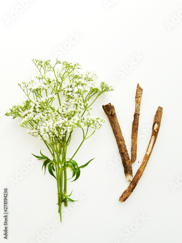 Valerian herb on white