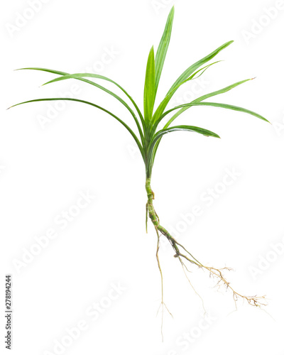 Pandan stem with roots isolated on white background.