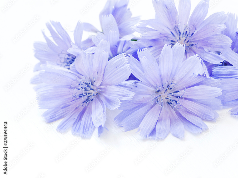 Chicory on white Chicory on white