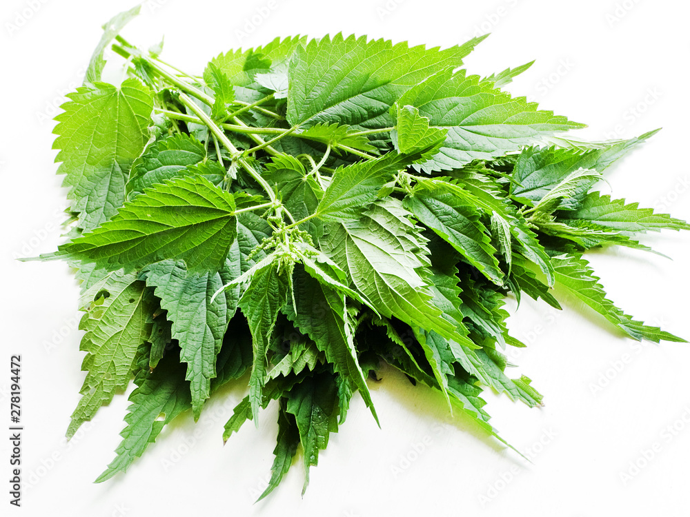Fototapeta premium Nettles on white
