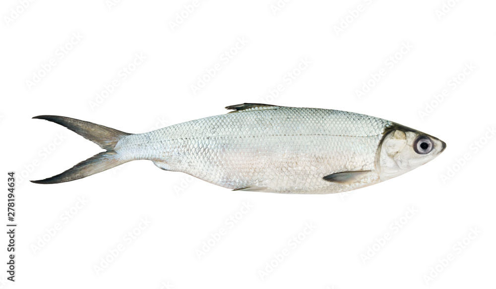 Fresh baltic whitefish or cisco isolated on white background Fresh baltic whitefish or cisco isolated on white background