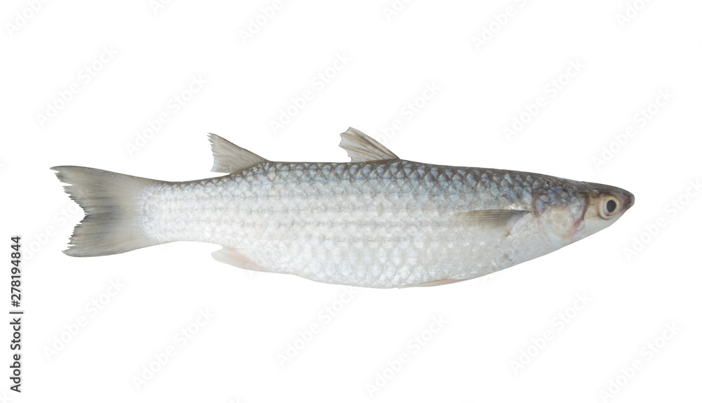 Grey mullet fish isolated on white background Grey mullet fish isolated on white background