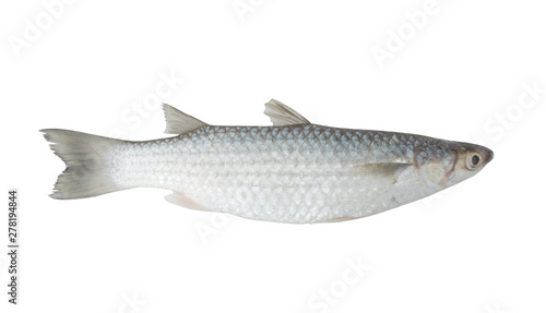 Grey mullet fish isolated on white background