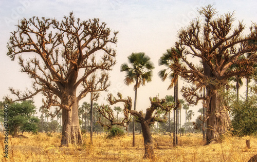 West African landscape , Gambia