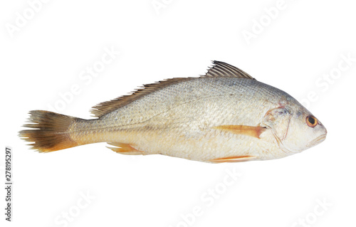 Croaker fish isolated on white background 